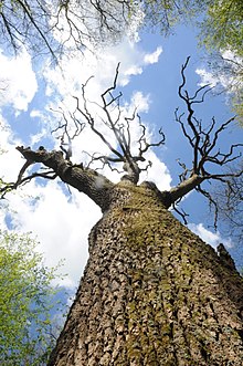 le « chêne à 8 bras »