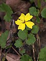 Goodenia rotundifolia