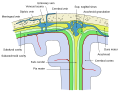 Représentation schématique d'une coupe du haut du crâne, montrant les membranes du cerveau.