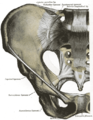 Articulações da pelve. Vista anterior.