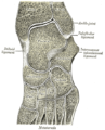 발목뼈사이관절 (intertarsal joint)과 발목발허리관절 (tarsometatarsal joint)의 빗면