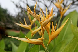 Heliconia angusta (1).jpg