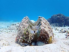 Hippopus hippopus hidup (Vanuatu)