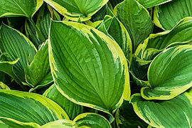 Hosta - Hosta