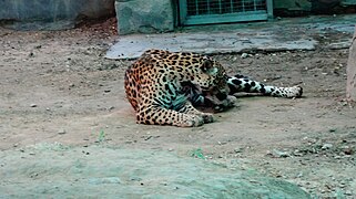 Jaguar, National Zoological Park, Delhi.jpg