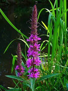 Paprastoji raudoklė (Lythrum salicaria)