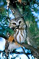 Northern Saw-whet Owl