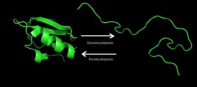 Desnaturalización de una proteína