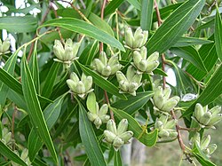 Quillaja brasiliensis.