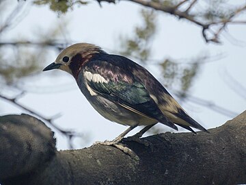 Sturnus philippensis