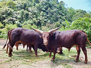 Sapi angkole watusi ring taman margasatwa Cisarua