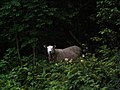 Freilaufendes Schaf,in Norwegen