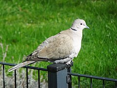 Turkentaube, Streptopelia decaocto, Kalkar PM23-01.jpg