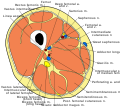 Cross section through thigh.