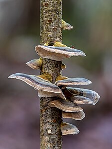 Zunderschwamm (Fomes fomentarius)-20191227-RM-145922