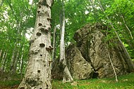 Beukenbossen in de centrale Balkan[13]