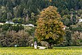 English: Lime tree with wayside shrine underneath at the road branch Deutsch: Linde mit darunter befindlichem Bildstock an der Straßen-Abzweigung