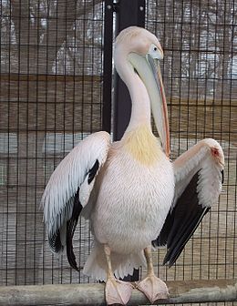 Rózsás gödény (Pelecanus onocrotalus)