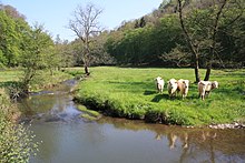 Rinderweide im Naafbachtal