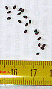 Ocimum basilicum seeds.jpg