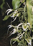 Erasanthe henrici