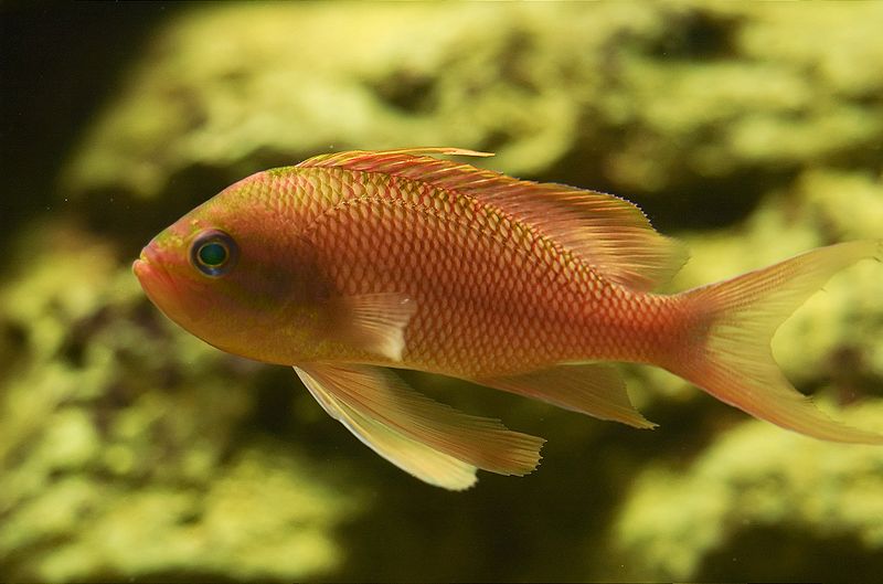 File:Anthias anthias 02.jpg