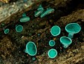 Chlorociboria aeruginosa