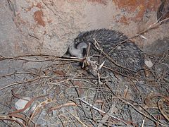 A Desert hedgehog under branches