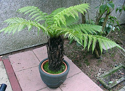 Dicksonia antarctica en la angla ĝardeno. La trunko estas 60 cm alta.