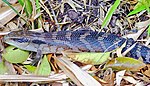 [en→zh]Gemeiner Blauzungenskink