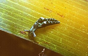 Une limace de mer Elysia gordanae sur une feuille de posidonie.