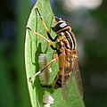 Schwebfliege Helophilus pendulus bei der Eiablage