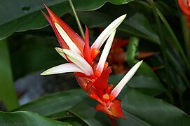 Heliconia angusta 0zz.jpg