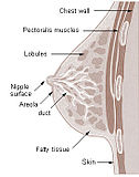 Cross section of the breast of a human female