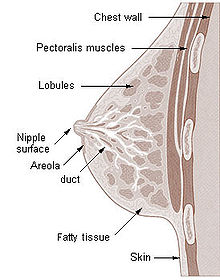 Illu breast anatomy.jpg