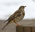 Turdus viscivorus (cat.)