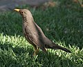 Turdus smithi (cat.)