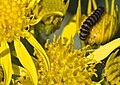 Tyria Jakobaeae caterpillar - Cinnabar moth