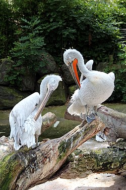 Pélicans frisés (Pelecanus crispus).