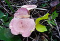 Lactarius lilacinus