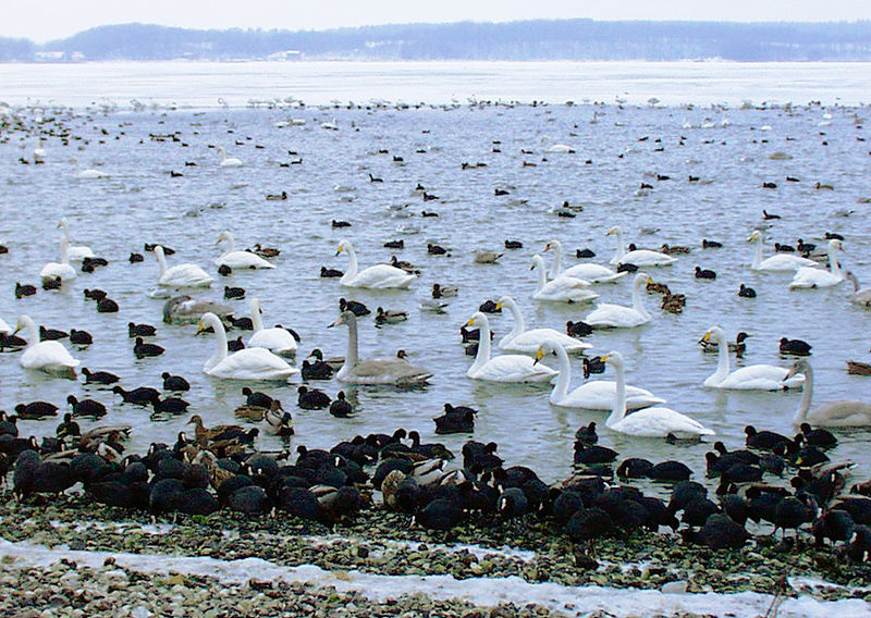 File:Mariager fjord vinter.jpg