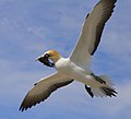 Australian gannet