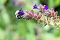 Hummel, Pelzbiene oder?