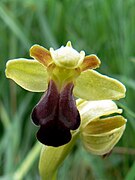 Ophrys sulcata