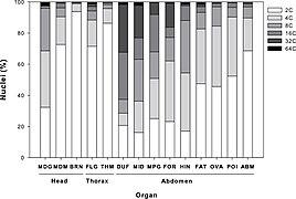 July 16: Organ-specific patterns of endopolyploidy in the giant ant Dinoponera australis.