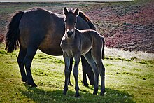 Photo d'une femelle Dartmoor broutant accompagnée de son poulain.