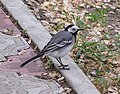 Motacilla alba dukhunensis