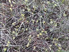 Betula nana or Dwarf Birch, Gailes Sand dunes, Ayrshire, Scotland.jpg