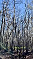 Black Bayou Lake National Wildlife Refuge view from walking trail vertical