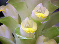 Curcuma aeruginosa